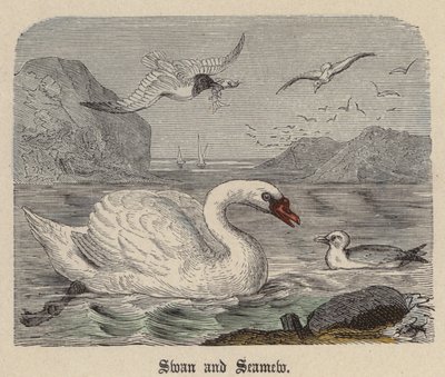 Swan and Seamew (värillinen kaiverrus) tekijältä Friedrich Specht