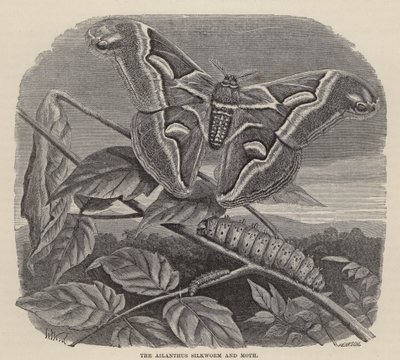 Ailanthus-silkkiäistoukka ja koi (kaiverrus) tekijältä Friedrich Specht