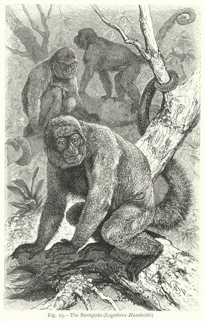Barrigudo (Lagothrix Humboldti) (kaiverrus) tekijältä Friedrich Specht