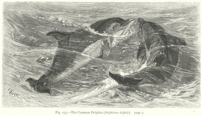 Delfiini (Delphinus Delphis) (kaiverrus) tekijältä Friedrich Specht
