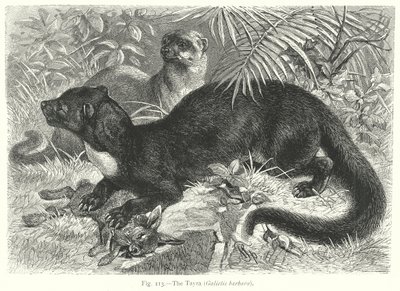 Tayra (Galictis Barbara) (kaiverrus) tekijältä Friedrich Specht