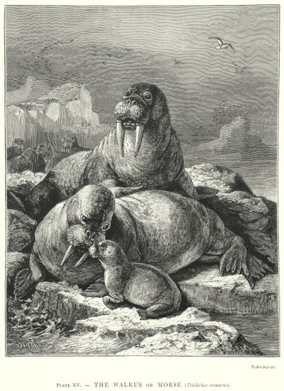  tekijältä Friedrich Specht