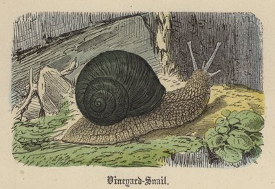 Vineyard-Snail (värillinen kaiverrus) tekijältä Friedrich Specht