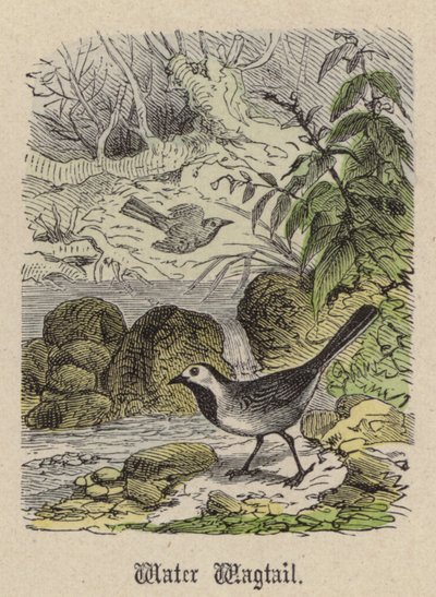 Water Wagtail (värillinen kaiverrus) tekijältä Friedrich Specht