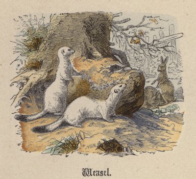 Weasel (värillinen kaiverrus) tekijältä Friedrich Specht