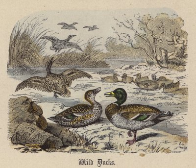 Wild Ducks (värillinen kaiverrus) tekijältä Friedrich Specht
