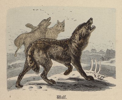 Susi (värillinen kaiverrus) tekijältä Friedrich Specht