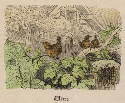 Wren (värillinen kaiverrus) tekijältä Friedrich Specht