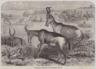 Hartebeest-antilooppi tekijältä Friedrich Wilhelm Keyl