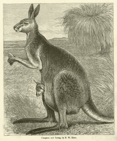 Kangaroo and Young (kaiverrus) tekijältä Friedrich Wilhelm Keyl