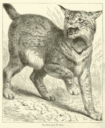 Ilves (kaiverrus) tekijältä Friedrich Wilhelm Keyl