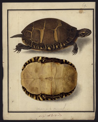 Chrysemys picta, ennen vuotta 1792 tekijältä Friedrich Wilhelm Wunder