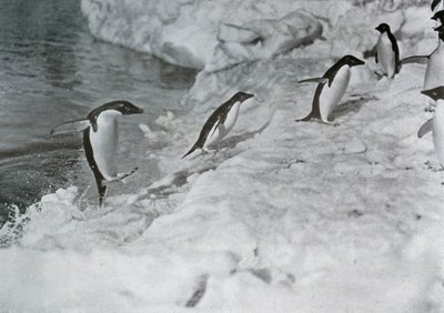 Penguins Jumping On to The Ice-Foot, c1911, 1913. tekijältä G. Murray Levick
