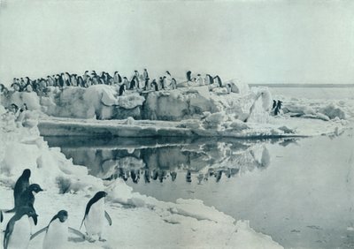 Penguins on Ice-Foot, c1911, 1913 tekijältä G. Murray Levick