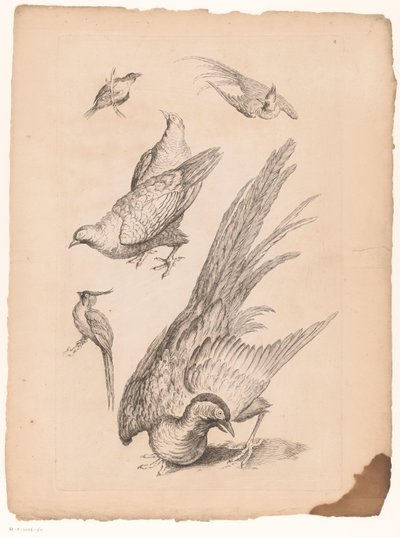 Zes kiinalaiset vogelit Verschillende Chinese Vogels (sarjan nimi) Kirja Kiinan eri lintulajeista (sarjan nimi) tekijältä Gabriel Huquier (attributed to)