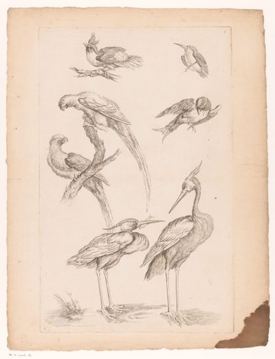 Set ocells xinesos, incloent garses i conures Diversos ocells xinesos (títol de la sèrie) Acabament Livre des differentes éspeces d