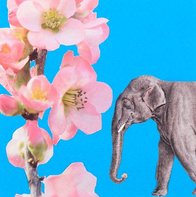 Elefanttikukka, 2018, kollaasi tekijältä Genevieve French