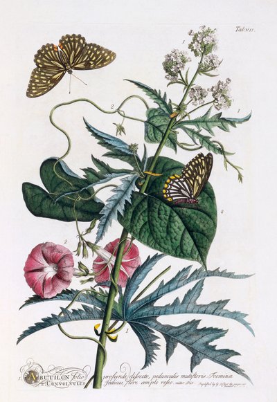 1. Abutilon, 2. Convolvulus, n. 1748 käsinvärinen kaiverrus. tekijältä "Georg Dionysius Ehret
