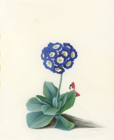 Sininen Auricula tekijältä Georg Dionysius Ehret