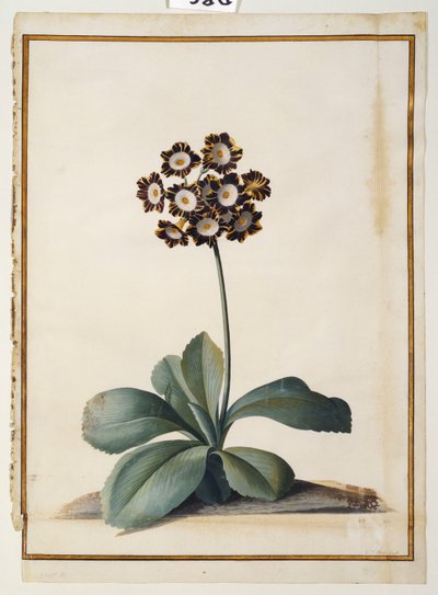 Purppuranpunainen kirjava auricula tekijältä Georg Dionysius Ehret