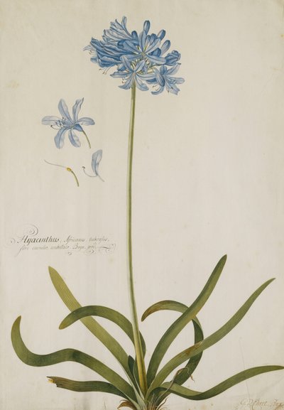 Agapanthus, tekijältä Georg Dionysius Ehret
