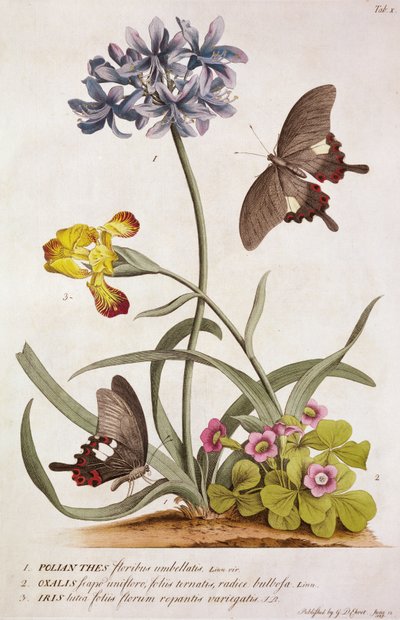 Agapanthus africanus, Iris variegata ja Oxalis-laji, "Plantae and Papiliones Rariores", 1749 tekijältä Georg Dionysius Ehret