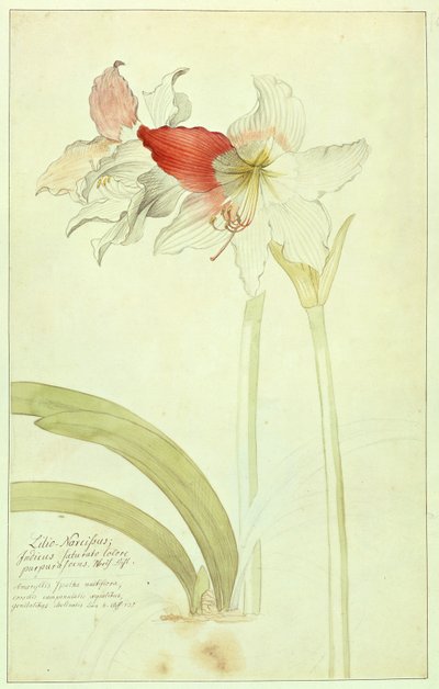 Amaryllis: Lilio-Narcissus,Indicus tekijältä Georg Dionysius Ehret