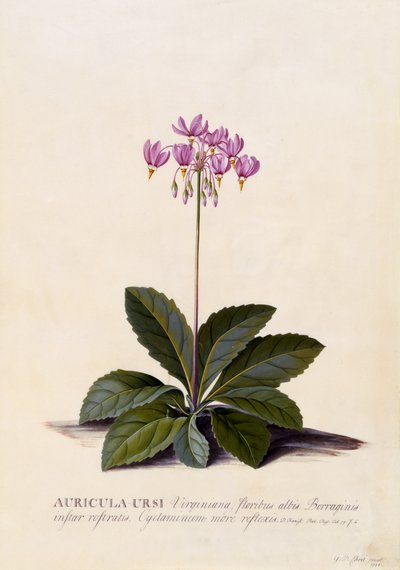 Auricula ursi, Shooting Star, n.1744 (käsinvärinen kaiverrus) tekijältä Georg Dionysius Ehret