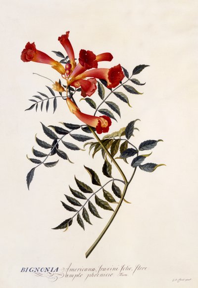 Bignonia Americana, n.1743 (käsinvärinen kaiverrus) tekijältä Georg Dionysius Ehret