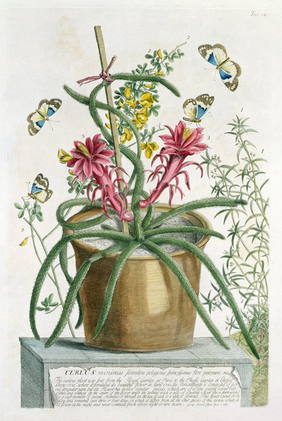 Cereus Minimus, n. 1745 (värillinen lito) tekijältä Georg Dionysius Ehret