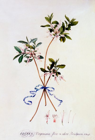 Cistus Virginiana, n. 1743 käsinvärinen kaiverrus. tekijältä "Georg Dionysius Ehret