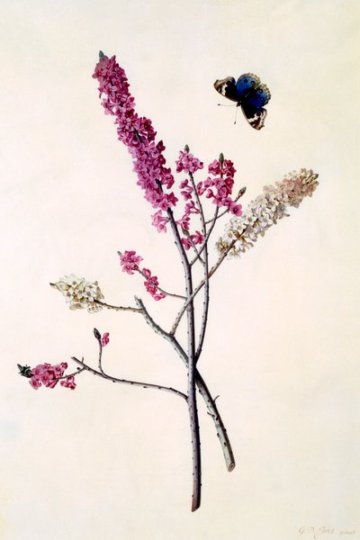 Daphne Mezereum perhonen kanssa, n. 1740 käsinvärjätty kaiverrus. tekijältä "Georg Dionysius Ehret