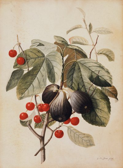 Viikunat ja kirsikat, 1747 tekijältä Georg Dionysius Ehret