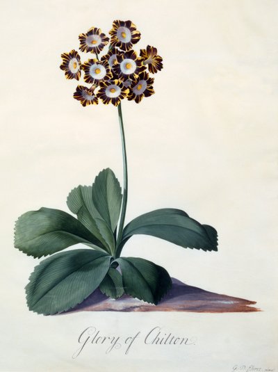Glory of Chilton c. 1745 käsinvärjätty kaiverrus. tekijältä "Georg Dionysius Ehret