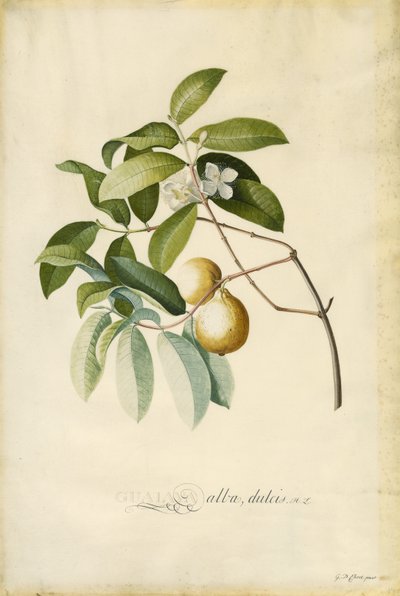 Guava tekijältä Georg Dionysius Ehret
