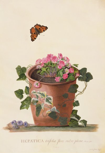 Hepatica trifolia (Nobilis), 1745 (guassi pergamentille). tekijältä Georg Dionysius Ehret