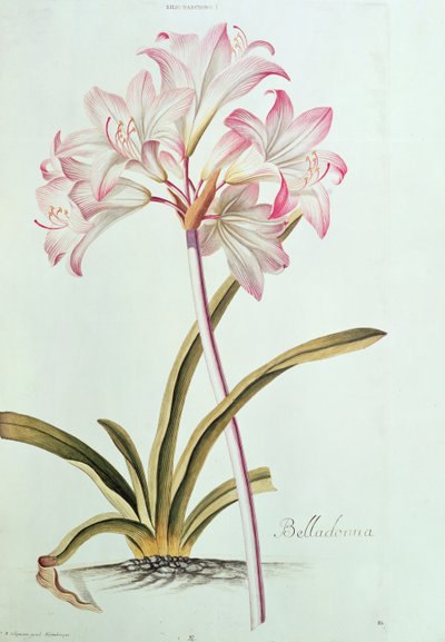 Lilja: Lilium Belladonna (pl.12) Trew