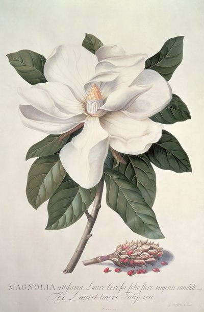 Magnolia tekijältä Georg Dionysius Ehret