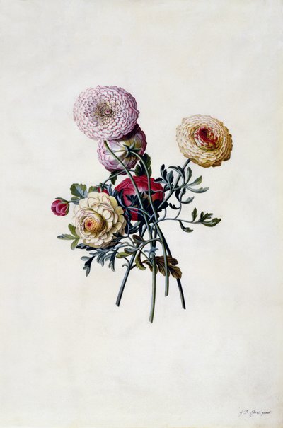 Mixed Ranunculas, n. 1743 (käsinvärinen kaiverrus) tekijältä Georg Dionysius Ehret