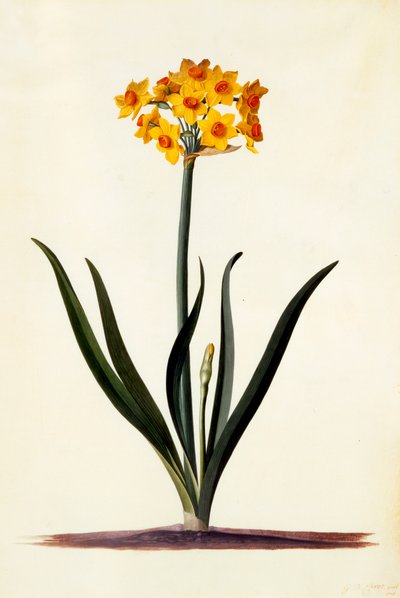 Narcissus, c. 1745 käsinvärjätty kaiverrus. tekijältä "Georg Dionysius Ehret