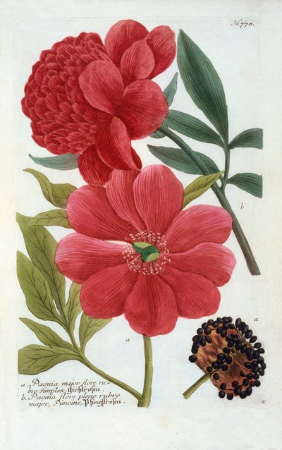 Paeonia, käsinvärinen kaiverrus. tekijältä "Georg Dionysius Ehret