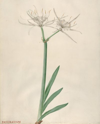 Pancratium, 1738-70. tekijältä Georg Dionysius Ehret