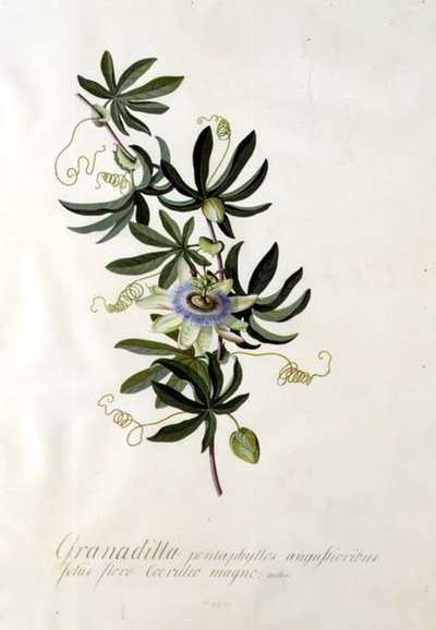 Kärsimyskukka tekijältä Georg Dionysius Ehret