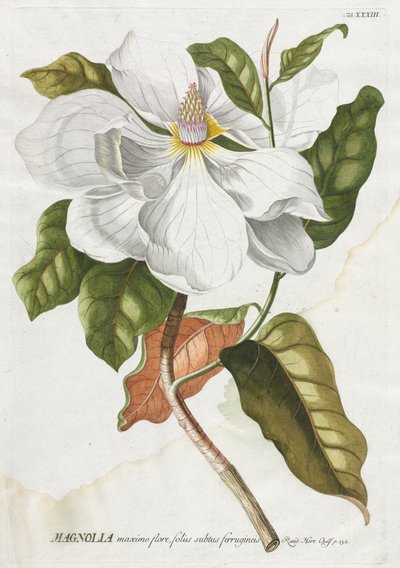 Valitut kasvit 33 - Magnolia. tekijältä Georg Dionysius Ehret