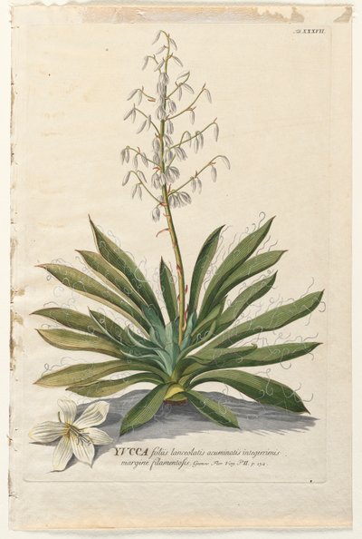 Valitut kasvit 37 - Yucca. tekijältä Georg Dionysius Ehret