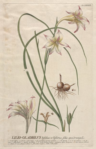 Valitut kasvit 39 - Lilio-Gladiolus. tekijältä Georg Dionysius Ehret