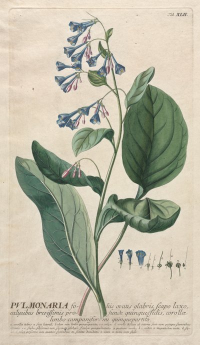 Valitut kasvit 42 - Pulmonaria. tekijältä Georg Dionysius Ehret