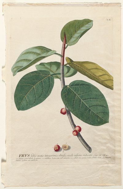 Valitut kasvit 50 Ficus tekijältä Georg Dionysius Ehret