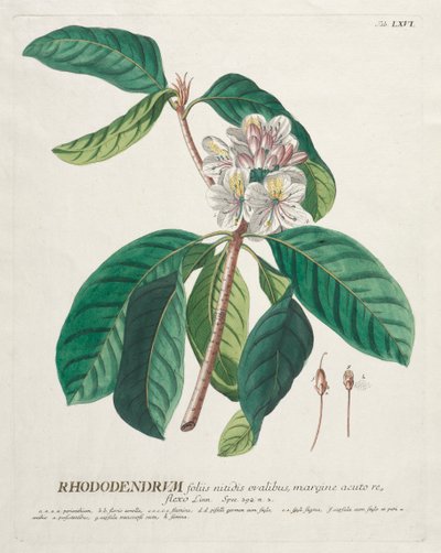 Valitut kasvit 66 - Rhododendron. tekijältä Georg Dionysius Ehret