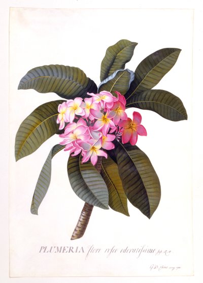 Plumeria, c 1744 käsinvärjätty kaiverrus. tekijältä "Georg Dionysius Ehret